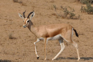 Gazelle-dorkas - zwierzę, najbardziej przystosowane do życia na pustyni